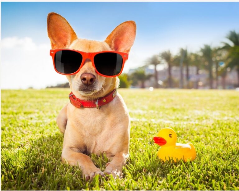 Nicknames for Chihuahua with Attitude